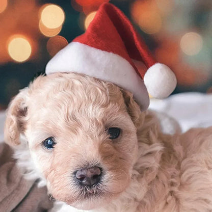 Christmas Pet Hat