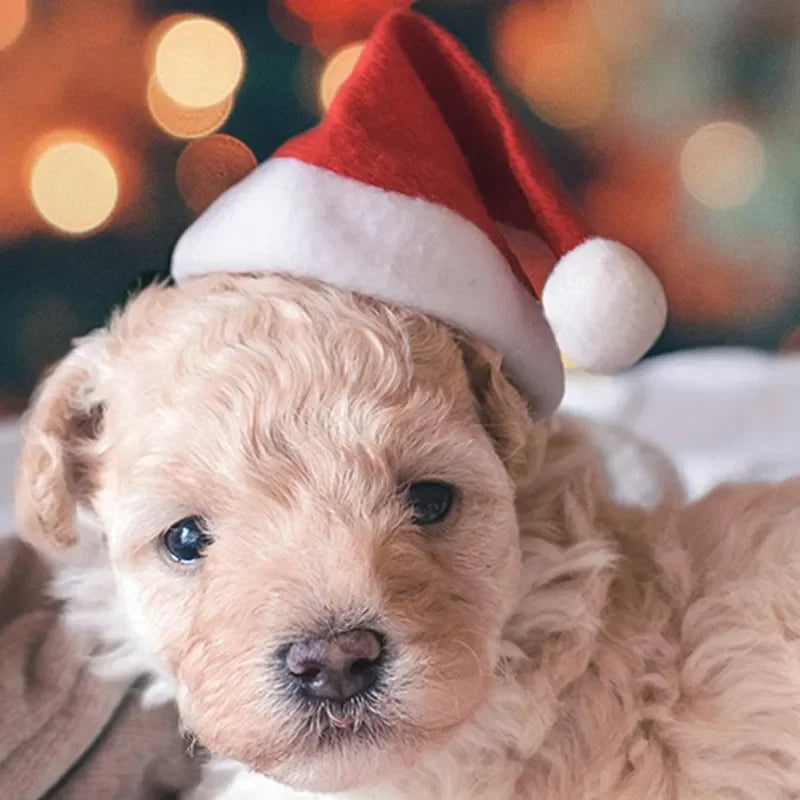Christmas Pet Hat